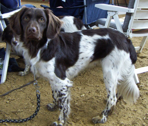 STABY HOND